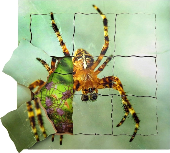 Puzzle stratificat din lemn Păianjen și ciclul său de viață