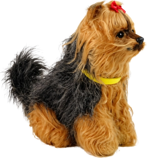 Aspect adorabil de terrier Yorkshire