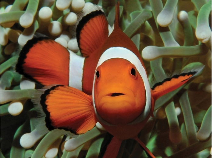 Motiv fermecător din lumea subacvatică