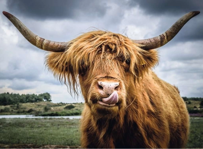 Ravensburger Puzzle Moments Highland Cattle 300 piese