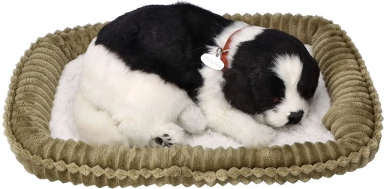 Cățeluș Border Collie care respiră, de adoptat