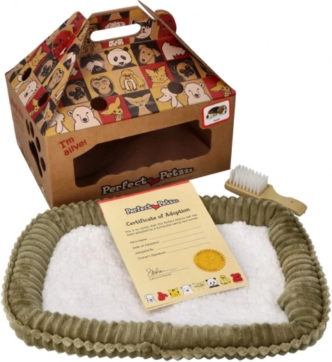 Perfect Petzzz câine de munte bernez care „respiră” – disponibil pentru adopție