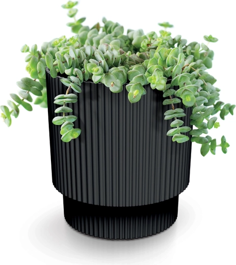 Susține creșterea sănătoasă datorită drenajului