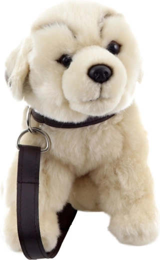 Joc de plimbat datorită zgărzii și lesei