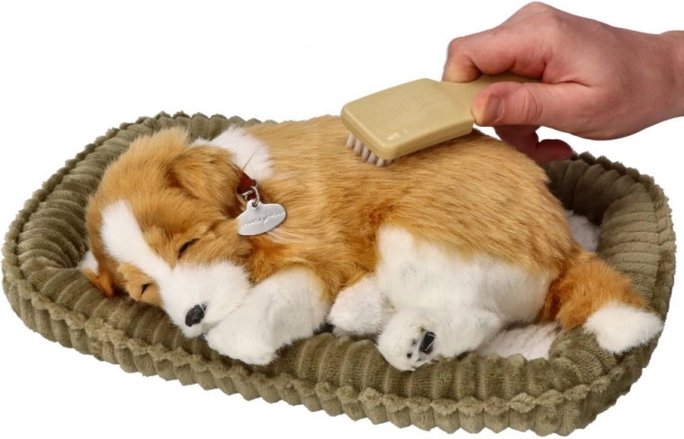 căţeluş respirator border collie de adoptat