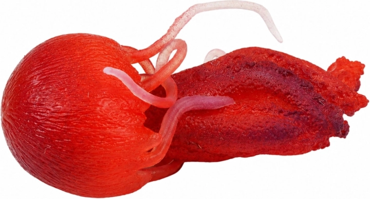 Detalii realiste și tentacule elastice