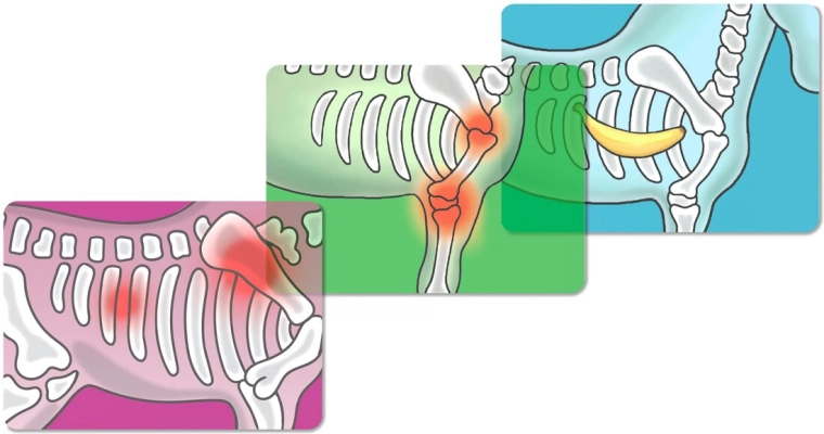 Radiografie și diagnostic ca la adevărat