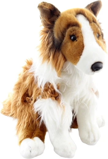 Reproducere fidelă a câinelui collie