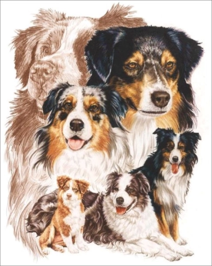 Pictură cu diamante – câine ciobănesc australian 30 × 40 cm - 1 bucată