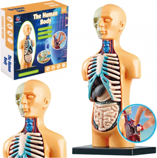 Model de anatomie a corpului uman pentru educație