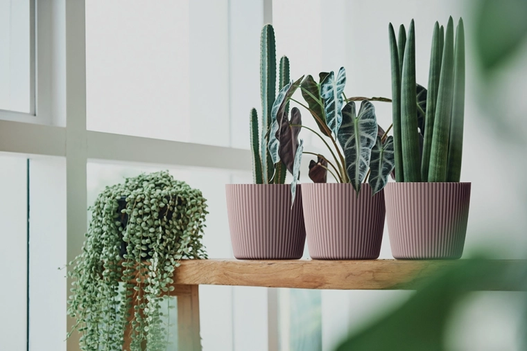 Ideal pentru plante mici