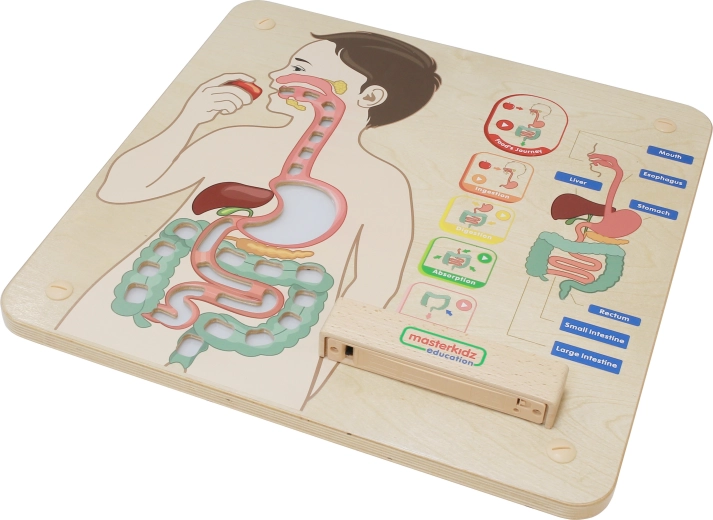 Material anatomic vizual