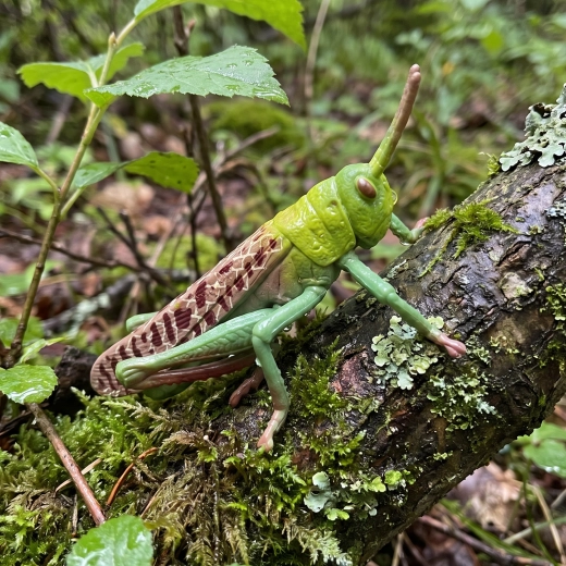 Descoperirea distractivă a naturii