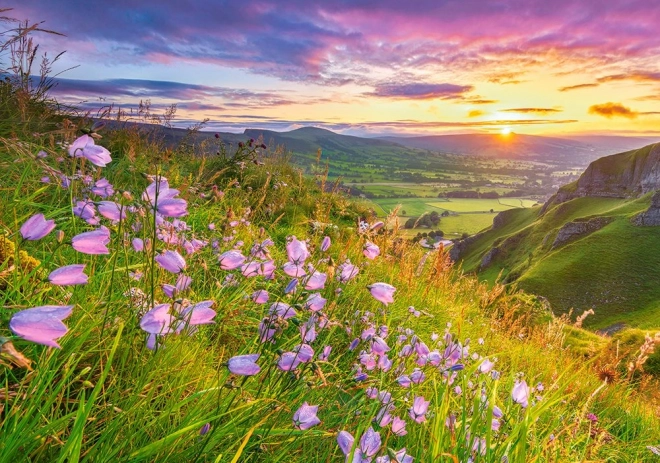 Puzzle Harebells at Sunrise 500 piese