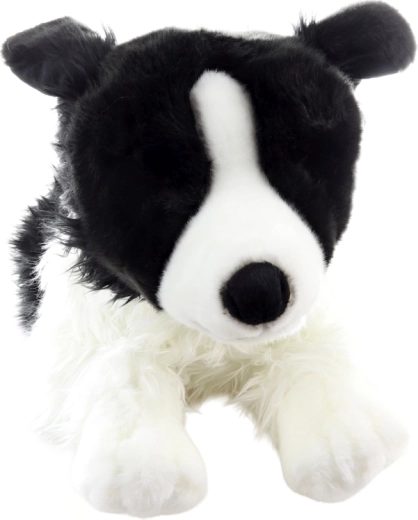 Aspect realist de Border Collie