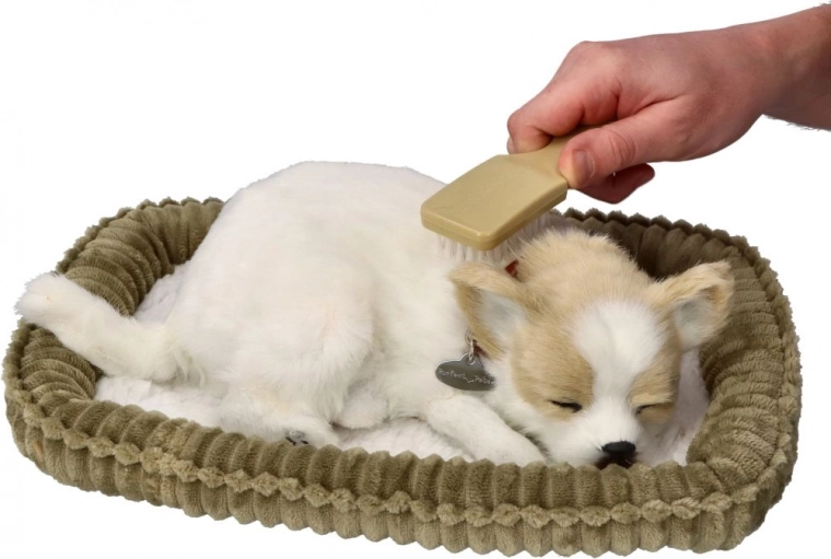 Cățelușul Chihuahua care sforăie