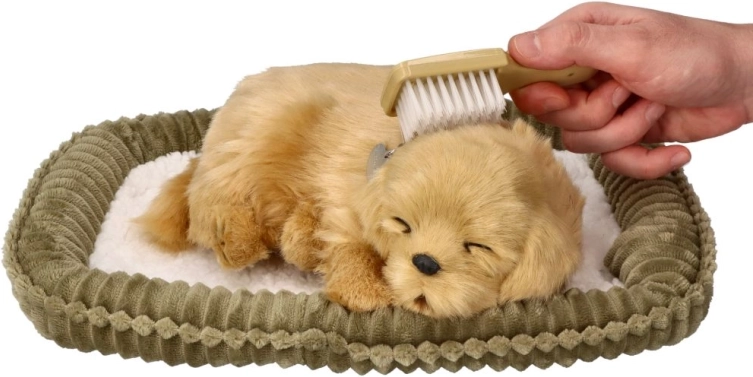 Adoptă un cățeluș Golden Retriever care respiră