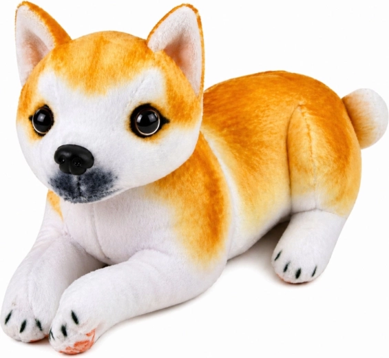 Aspect realist Shiba Inu