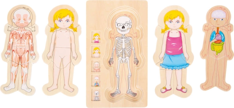 Anatomie prezentată în straturi clare
