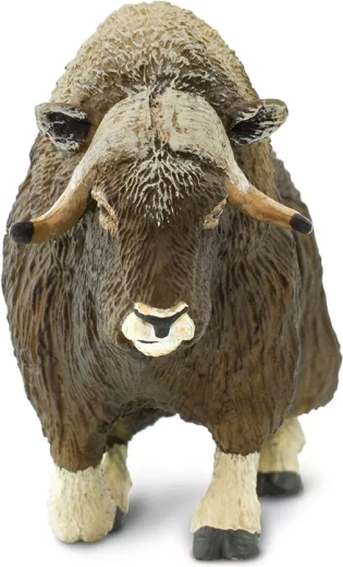 Coarne masive tipice boului moscat