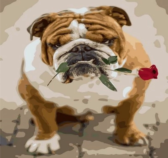 Norimpex Pictură după numere, buldog cu trandafir, 40 × 50 cm