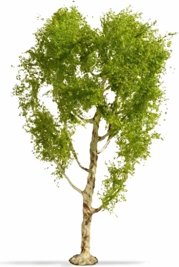 NOCH Master Tree mesteacăn pufos 21 cm