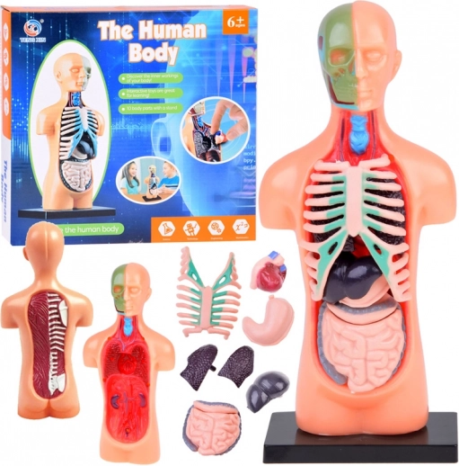Model educațional al corpului uman cu organe detașabile, mini 15 cm