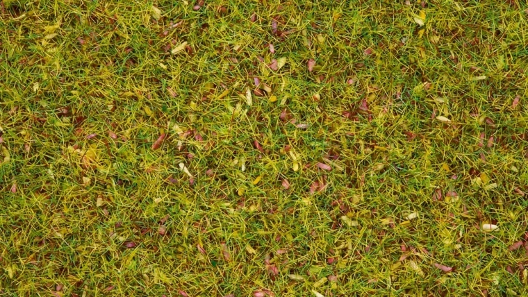 Iarbă statică Noch, pajiște înflorită, 2,5 mm