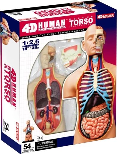 4D Master deluxe tors anatomic al omului 38 cm