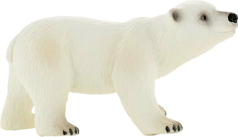 Urs polar