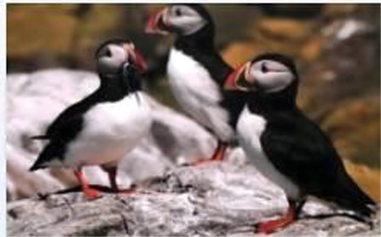 Motiv realist cu puffini