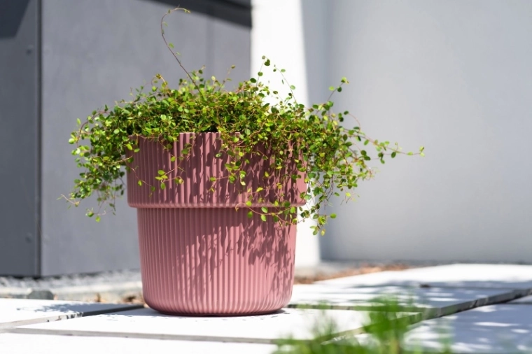 Inserție practică pentru plantare ușoară