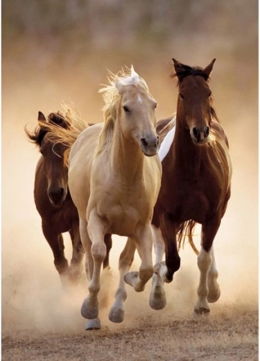 Pictură cu diamante – cai în galop 30 × 40 cm - 1 bucată