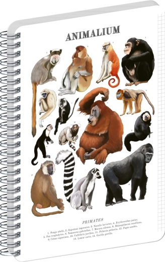 Bloc cu spirală Notique Animalium – Primate, A4, pătrățele