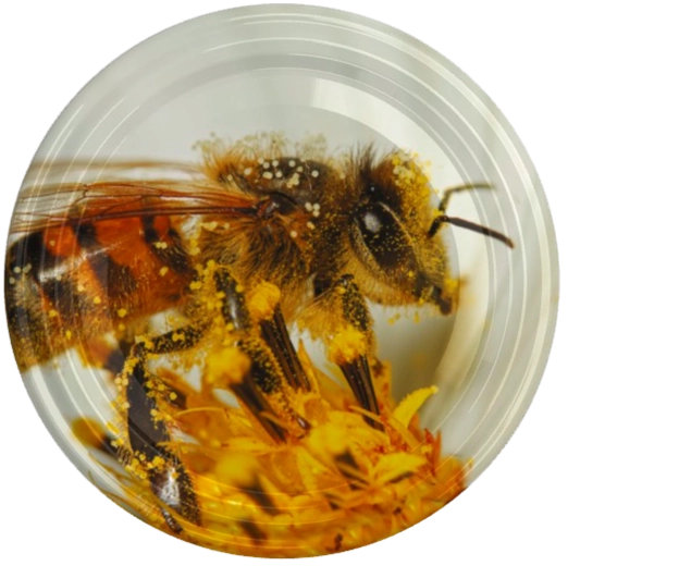 Capac fi82 cu motiv al unei albine mari pe floare