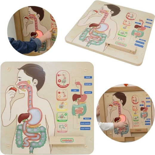 Panou educațional interactiv MASTERKIDZ Sistemul digestiv