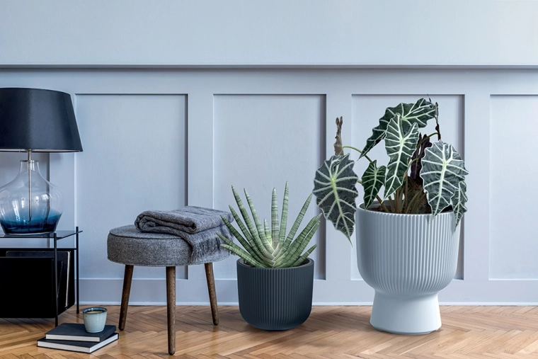 Inserție detașabilă pentru replantare ușoară