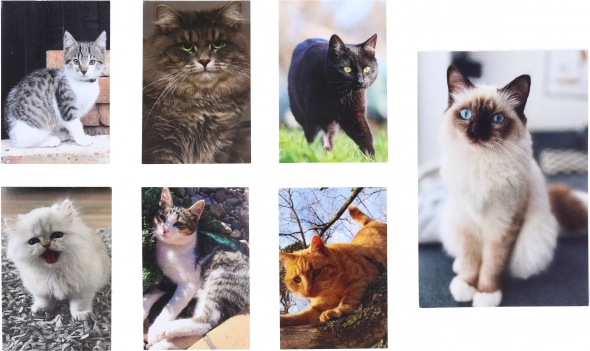 Caiet Mic Pisică 40 File