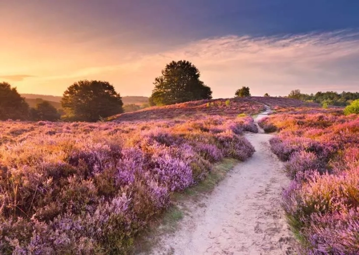 Puzzle RAVENSBURGER Drumul roz 1000 piese