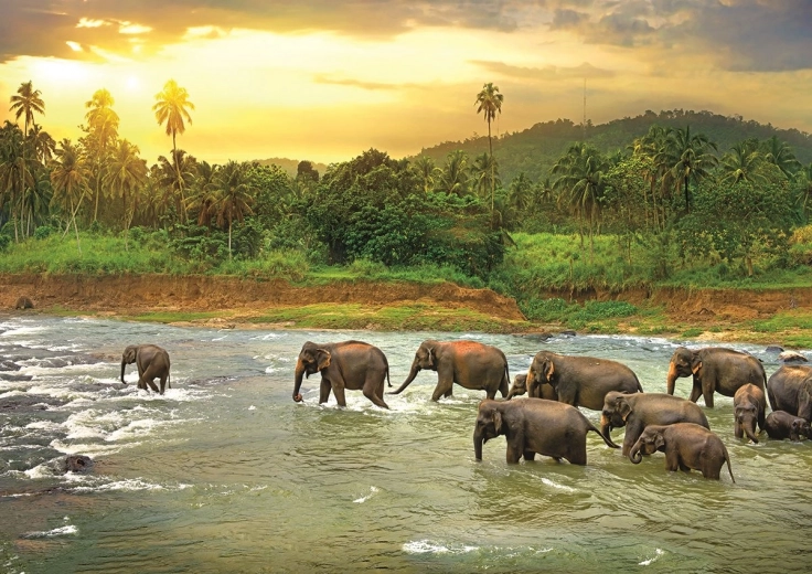 EUROGRAPHICS Puzzle Save Our Planet: Pădure tropicală 1000 piese