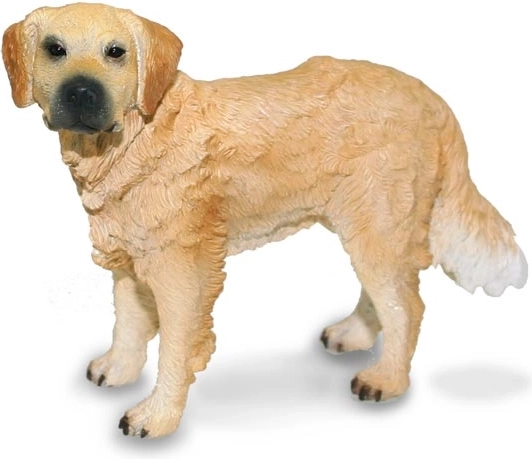 Retriever auriu Collecta