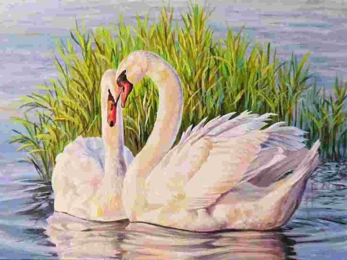 Norimpex Pictură pe numere Lebede 40 × 50 cm