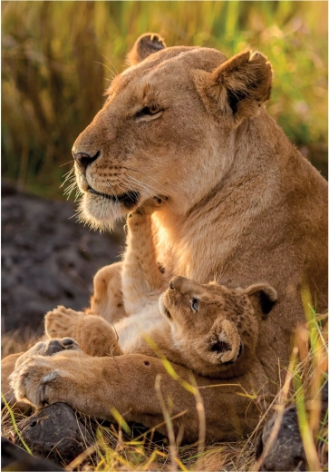 CLEMENTONI puzzle Dragoste de pisici 500 piese