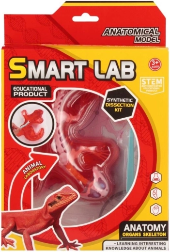 Set științific de anatomie – șopârlă