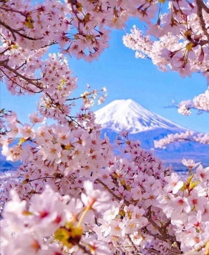 Pictură cu diamante Muntele Fuji cu flori de cireș 30 × 40 cm