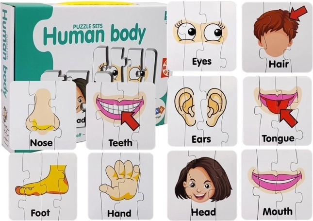 Puzzle educative – părți ale corpului uman, 10 perechi, vocabular în engleză