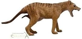 Collecta thylacine – femelă (tigrul tasmanian)