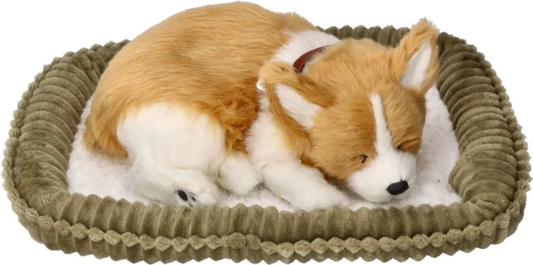 Cățeluș Corgi care respiră