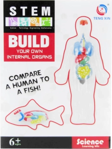set creativ – realizarea organelor interne din plastilină