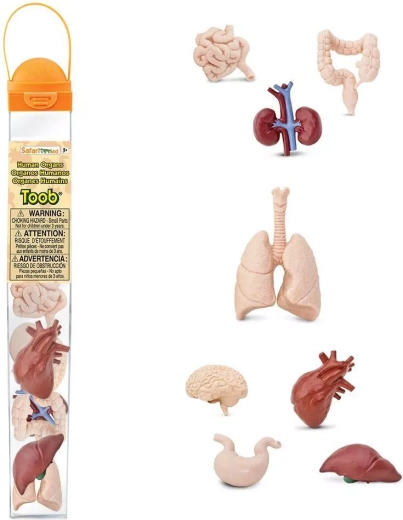 Safari Ltd. Toobs organe umane – set educativ de figurine în tub